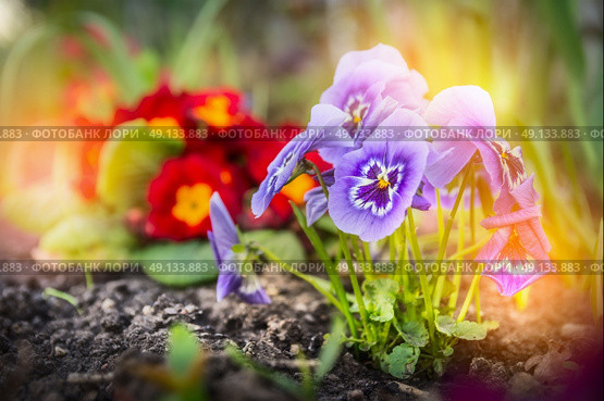 Summer flower garden beet with red primula and blue  heartsease , outdoor. Стоковое фото, агентство Ingram Publishing / Фотобанк Лори