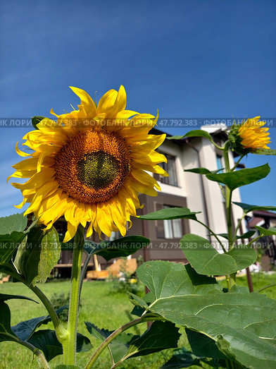 Sunflowers Helianthus annuus in the garden. In the background is a two-story cottage building. (2024 год). Стоковое фото, фотограф Сергей Пристяжнюк (Serg Zastavkin) / Фотобанк Лори