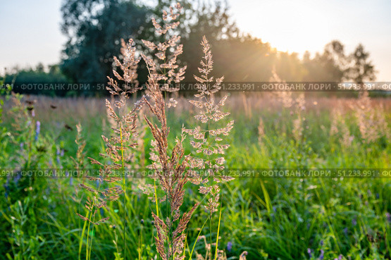 Sunlit Meadow Grasses in a Tranquil Landscape. Стоковое фото, фотограф Дмитрий Брусков / Фотобанк Лори