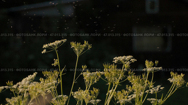 Sunny grass stalks on which grasshoppers sit and midges fly. Стоковое фото, фотограф David Kashakhi / Фотобанк Лори