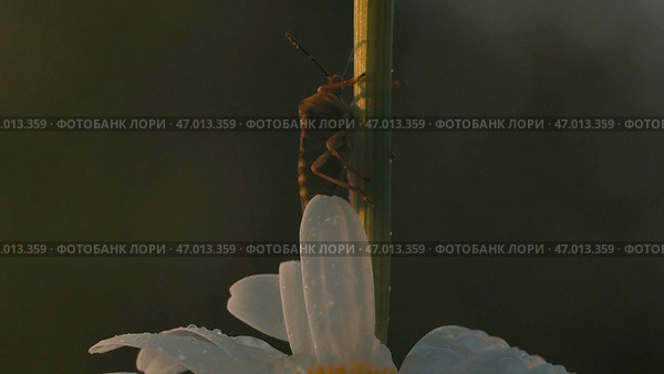 Sunny grass stalks on which grasshoppers sit and midges fly. Стоковое фото, фотограф David Kashakhi / Фотобанк Лори