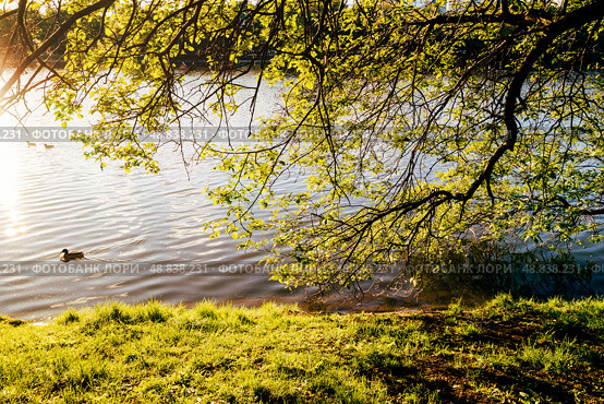 Sunny landscape with tree branches descending to the water. Стоковое фото, фотограф Константин Григорьев / Фотобанк Лори