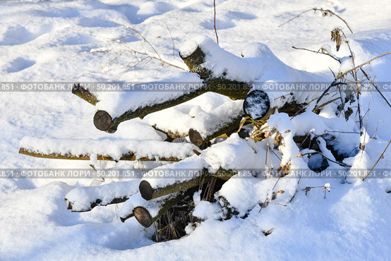 Sunny winter day big snowdrifts felled trees stump and branches under the snow background. Стоковое фото, фотограф Camptoloma / Фотобанк Лори