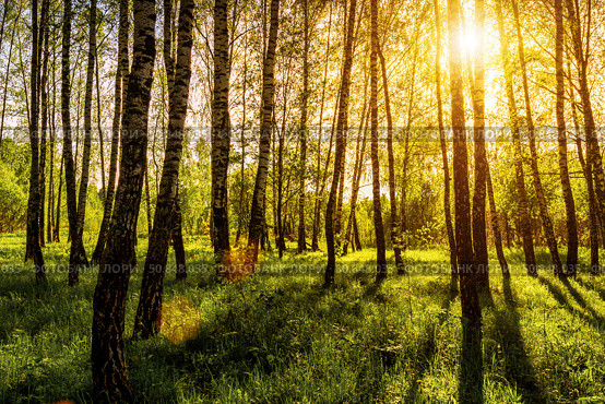 Sunrise or sunset in a spring birch forest with rays of sun shining through tree trunks by shadows and young green grass. Стоковое фото, фотограф Емельянов Евгений Викторович / Фотобанк Лори