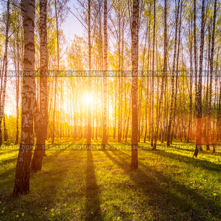 Sunrise or sunset in a spring birch forest with rays of sun. Стоковое фото, фотограф Емельянов Евгений Викторович / Фотобанк Лори
