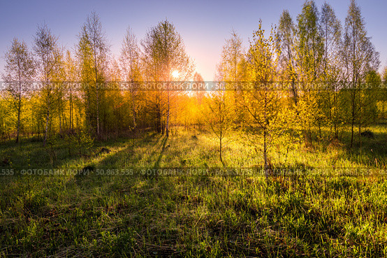Sunrise or sunset in a spring birch forest with rays of sun. Стоковое фото, фотограф Емельянов Евгений Викторович / Фотобанк Лори