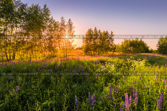 Sunset or dawn on a field with purple lupins, wild carnations and young birches in clear summer weather and a clear cloudless sky. Стоковое фото, фотограф Емельянов Евгений Викторович / Фотобанк Лори