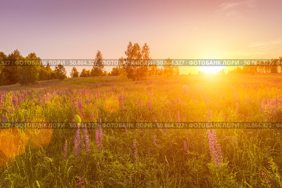 Sunset or dawn on a field with purple lupins, wild carnations and young birches in clear summer weather and a clear cloudless sky. Стоковое фото, фотограф Емельянов Евгений Викторович / Фотобанк Лори