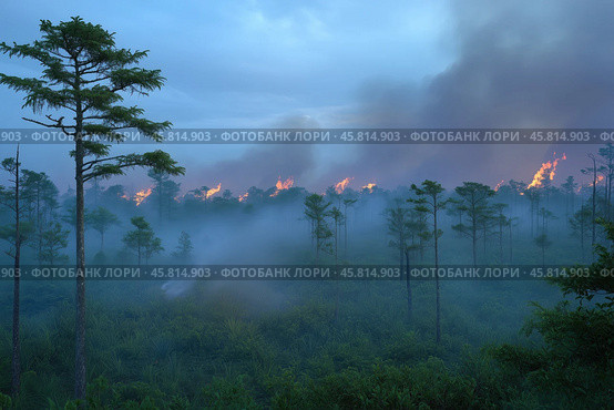 Surface wildfire at dusk in a forest on peat bogs. Стоковое AI-изображение, AI-художник Евгений Харитонов / Фотобанк Лори