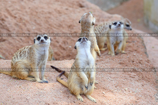 Сурикат, или суриката (лат. Suricata suricatta) Стоковое фото, фотограф Григорий Писоцкий / Фотобанк Лори
