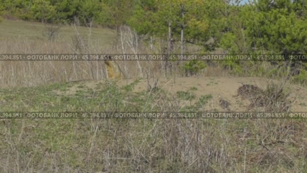 Сурок байбак или степной сурок Marmota bobak. Стоковое видео, видеограф Александр Мамонтов / Фотобанк Лори