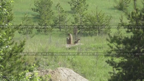 Сурок байбак или степной сурок Marmota bobak. Стоковое видео, видеограф Александр Мамонтов / Фотобанк Лори