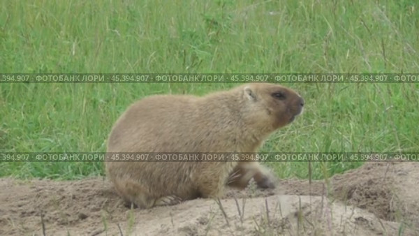 Сурок байбак или степной сурок Marmota bobak. Стоковое видео, видеограф Александр Мамонтов / Фотобанк Лори