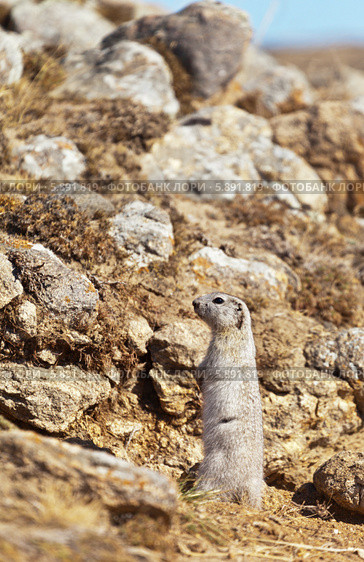 Суслик (лат. Spermophilus или Citellus) стоит "столбиком" весенним солнечным днем. Стоковое фото, фотограф Виктория Катьянова / Фотобанк Лори
