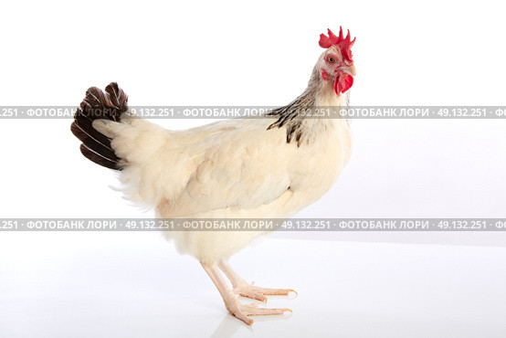 Sussex hen original from England on white background. Стоковое фото, агентство Ingram Publishing / Фотобанк Лори