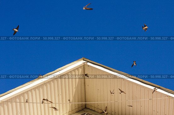 Swallows sitting on rope and flying under the roof of building, blurred motion. Стоковое фото, фотограф Зарифа Арсланова / Фотобанк Лори
