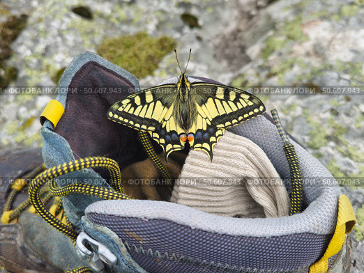 Swallowtail butterfly rests sitting on a dirty hiking boot. Стоковое фото, фотограф Саблин Станислав / Фотобанк Лори