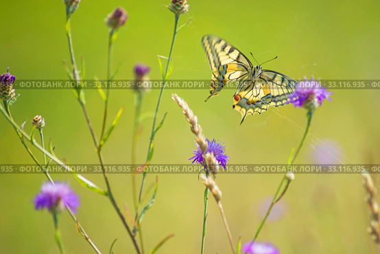 swallowtail,papilio machaon. Стоковое фото, фотограф Hans-Joachim Schneider / Smarterpix / Фотобанк Лори