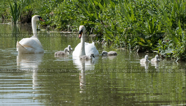 Swans with cygnets swimming on river. Стоковое фото, агентство Ingram Publishing / Фотобанк Лори