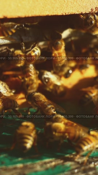 Swarm of bees in hive. honey bees are bustling, many of bees in shot close-up. Стоковое видео, видеограф Анастасия Ли / Фотобанк Лори