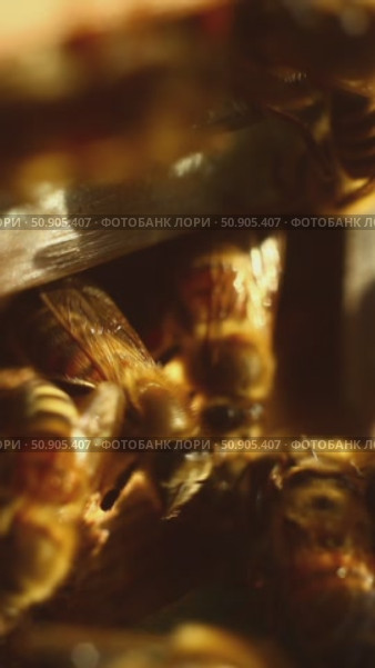 Swarm of bees in hive. many honey of bees bustling in shot close-up. Стоковое видео, видеограф Анастасия Ли / Фотобанк Лори