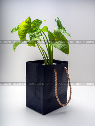Syngonium Allusion is a genus of flowering plants. Стоковое фото, фотограф Эльвира Коломийцева / Фотобанк Лори