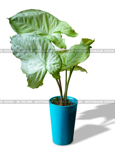 Syngonium Lime Green is a genus of flowering plants in the Araceae family. Стоковое фото, фотограф Эльвира Коломийцева / Фотобанк Лори