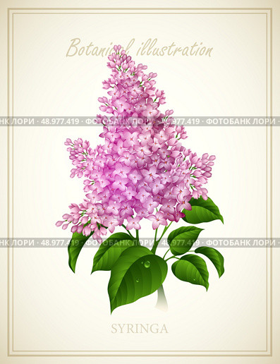 Syringa flower. Nature Botanical Vector illustration EPS 10. Стоковая иллюстрация, агентство Ingram Publishing / Фотобанк Лори