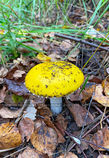 Сыроежка жёлтая (Russula claroflava) (2020 год). Стоковое фото, фотограф Мария Кылосова / Фотобанк Лори