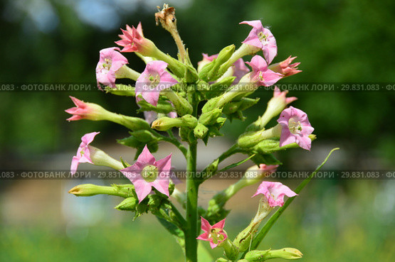 Табак обыкновенный, или Табак виргинский, или Табак культурный (лат. Nicotiana tabacum) Стоковое фото, фотограф lana1501 / Фотобанк Лори