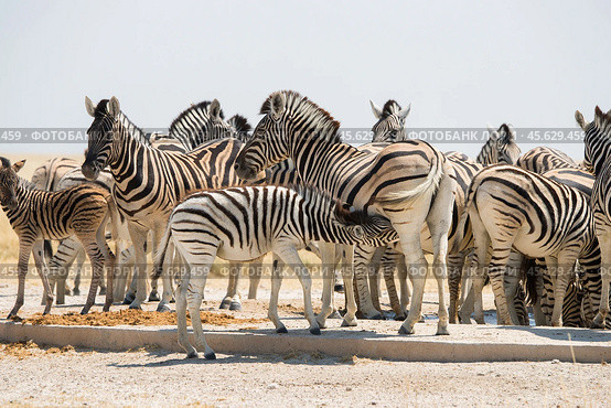 Табун саванных зебр (Equus quagga) в саванне во время сухого сезона. Мать с жеребенком и другие животные  стоят. Зима в Намибии, Африка. (2014 год). Стоковое фото, фотограф Анна Ефимова / Фотобанк Лори