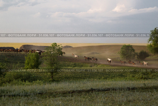 Табун возвращается с пастбища. Стоковое фото, фотограф Ольга Дубровская / Фотобанк Лори