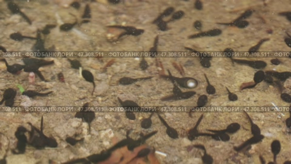 Tadpoles swimming in lake. Стоковое видео, видеограф Михаил Коханчиков / Фотобанк Лори