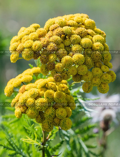 Tanacetum vulgare L. (семейство Asteraceae) - Пижма обыкновенная. Цветы крупным планом. Стоковое фото, фотограф Евгений Мухортов / Фотобанк Лори