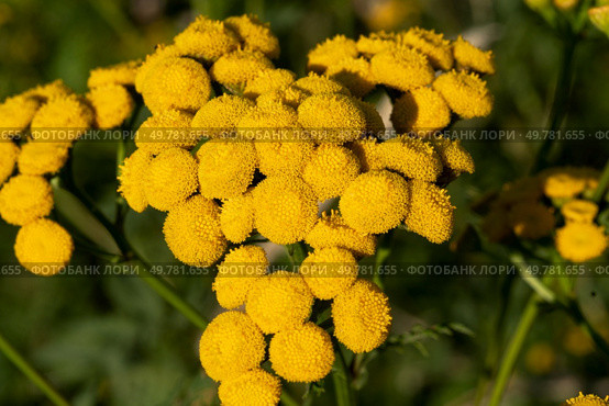 Tansy, Tanacetum vulgare, pest repellent and medicinal plant with flower blossom. Стоковое фото, агентство Ingram Publishing / Фотобанк Лори
