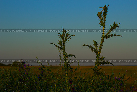 Татарник колючий — вид растений рода Татарник семейства Астровые.Tatarnik prickly is a plant species of the genus Tatarnik of the Asteraceae family. Стоковое фото, фотограф Роман Лукьянов / Фотобанк Лори