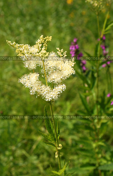 Таволга вязолистная цветет (Filipendula ulmaria) Стоковое фото, фотограф Щеголева Ольга / Фотобанк Лори