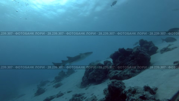 Tawny nurse shark swims in school of Brassy Chub. Стоковое видео, видеограф Некрасов Андрей / Фотобанк Лори