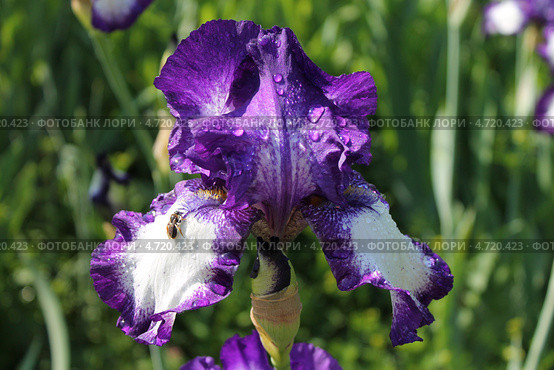 Темно-фиолетовый бородатый ирис (iris barbatus) в саду после дождя. Стоковое фото, фотограф Наташа Антонова / Фотобанк Лори