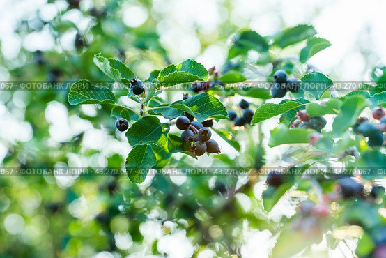 Темные спелые ягоды ирги (лат. Amelanchier). Плодовые деревья и кустарники. Малая глубина резкости. Стоковое фото, фотограф Андрей Пустякин / Фотобанк Лори