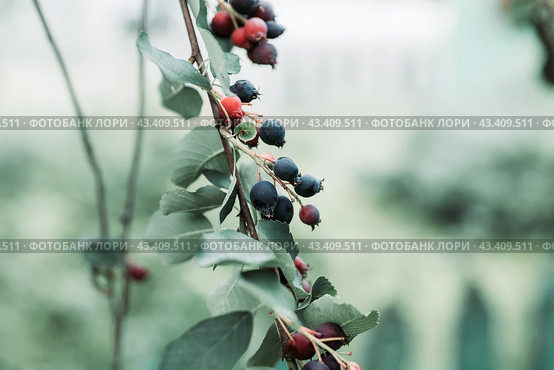 Темные спелые ягоды ирги (лат. Amelanchier). Плодовые деревья и кустарники. Малая глубина резкости. Стоковое фото, фотограф Андрей Пустякин / Фотобанк Лори