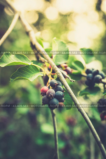 Темные спелые ягоды ирги (лат. Amelanchier). Плодовые деревья и кустарники. Малая глубина резкости. Стоковое фото, фотограф Андрей Пустякин / Фотобанк Лори