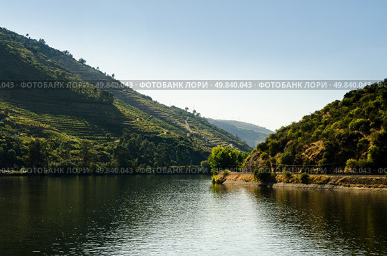 Terraced vineyards in Douro Valley, Alto Douro Wine Region in northern Portugal, officially designated by UNESCO as World Heritage Site. Стоковое фото, агентство Ingram Publishing / Фотобанк Лори
