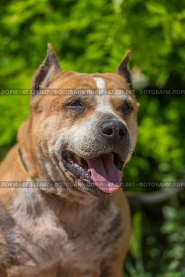 The adult dog looks lively and joyful: the mouth is open, the tongue is sticking out, the eyes are narrowed, creating the impression of a smile. In the background there is lush greenery, the sunlight softly illuminates the muzzle, emphasizing the texture of the fur and the kind, slightly tired, but warm character of this animal.The dog gives the impression of being grateful and affectionate, despite the visible traces of a difficult fate. The photo fills with a feeling of respect for the experience and trepidation from the simple happiness of being near a person. Стоковое фото, фотограф Анна Кривицкая / Фотобанк Лори