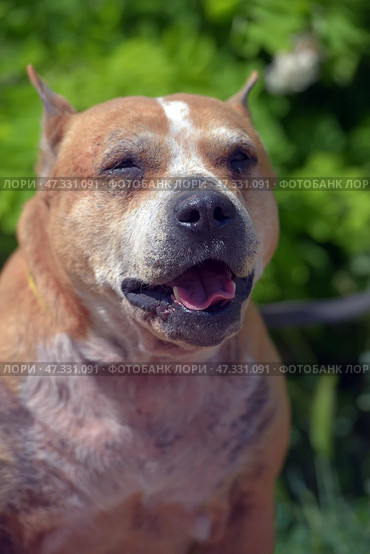 The adult dog looks lively and joyful: the mouth is open, the tongue is sticking out, the eyes are narrowed, creating the impression of a smile. In the background there is lush greenery, the sunlight softly illuminates the muzzle, emphasizing the texture of the fur and the kind, slightly tired, but warm character of this animal.The dog gives the impression of being grateful and affectionate, despite the visible traces of a difficult fate. The photo fills with a feeling of respect for the experience and trepidation from the simple happiness of being near a person. Стоковое фото, фотограф Анна Кривицкая / Фотобанк Лори