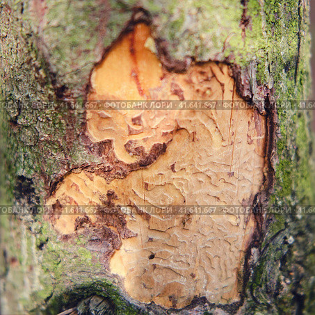 The bark of a tree eaten by a beetle against the background of a green forest. Стоковое фото, фотограф Андрей Журавлев / Фотобанк Лори