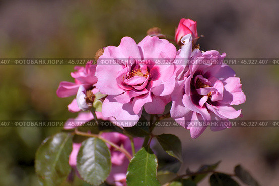 The Beautiful large pinc color and a varietal rose. Стоковое фото, фотограф Володина Ольга / Фотобанк Лори