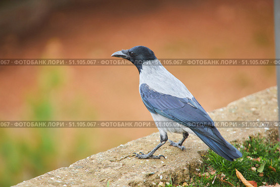The bird is a crow. Urban birds. Стоковое фото, фотограф Наталия Кирсанова / Фотобанк Лори