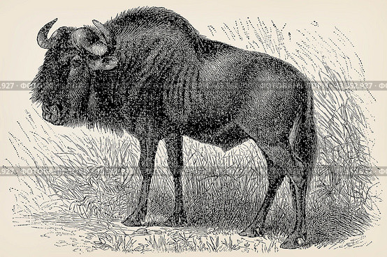 The blue wildebeest (Connochaetes taurinus). Antique stylized illustration. Стоковая иллюстрация, иллюстратор Sergey Kohl / Фотобанк Лори