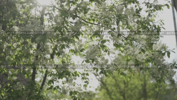 The branches of a flowering bird cherry sway in the wind in the rays of the sun. Стоковое видео, видеограф Ирина Мойсеева / Фотобанк Лори